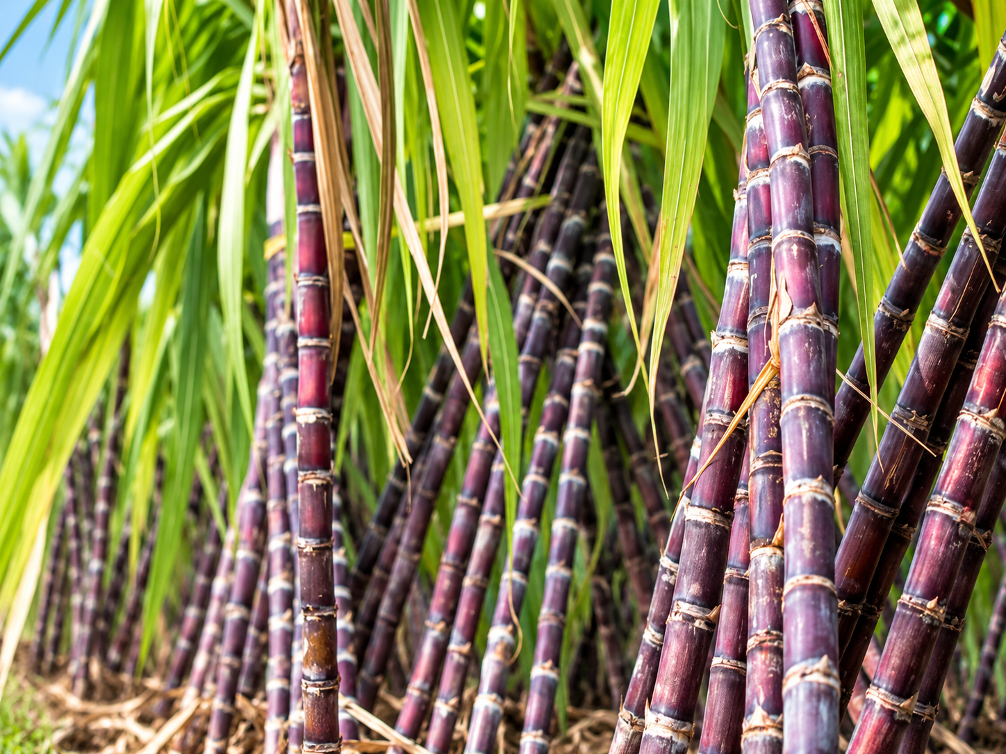 Sugarcane & Cotton